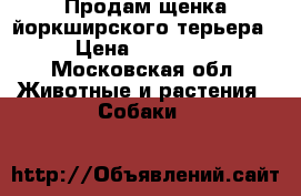 Продам щенка йоркширского терьера › Цена ­ 15 000 - Московская обл. Животные и растения » Собаки   